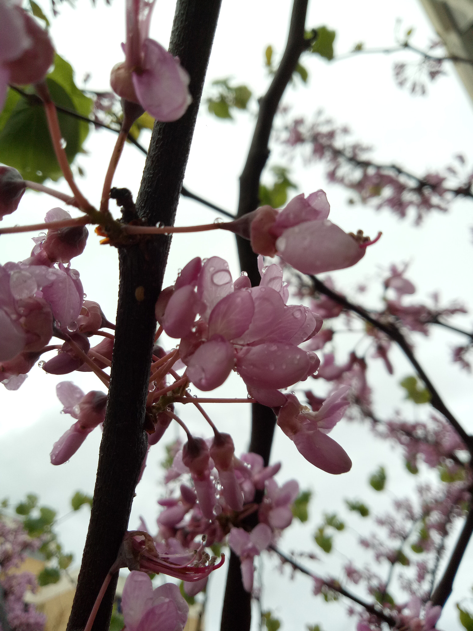 OPPO CPH1609 sample photo