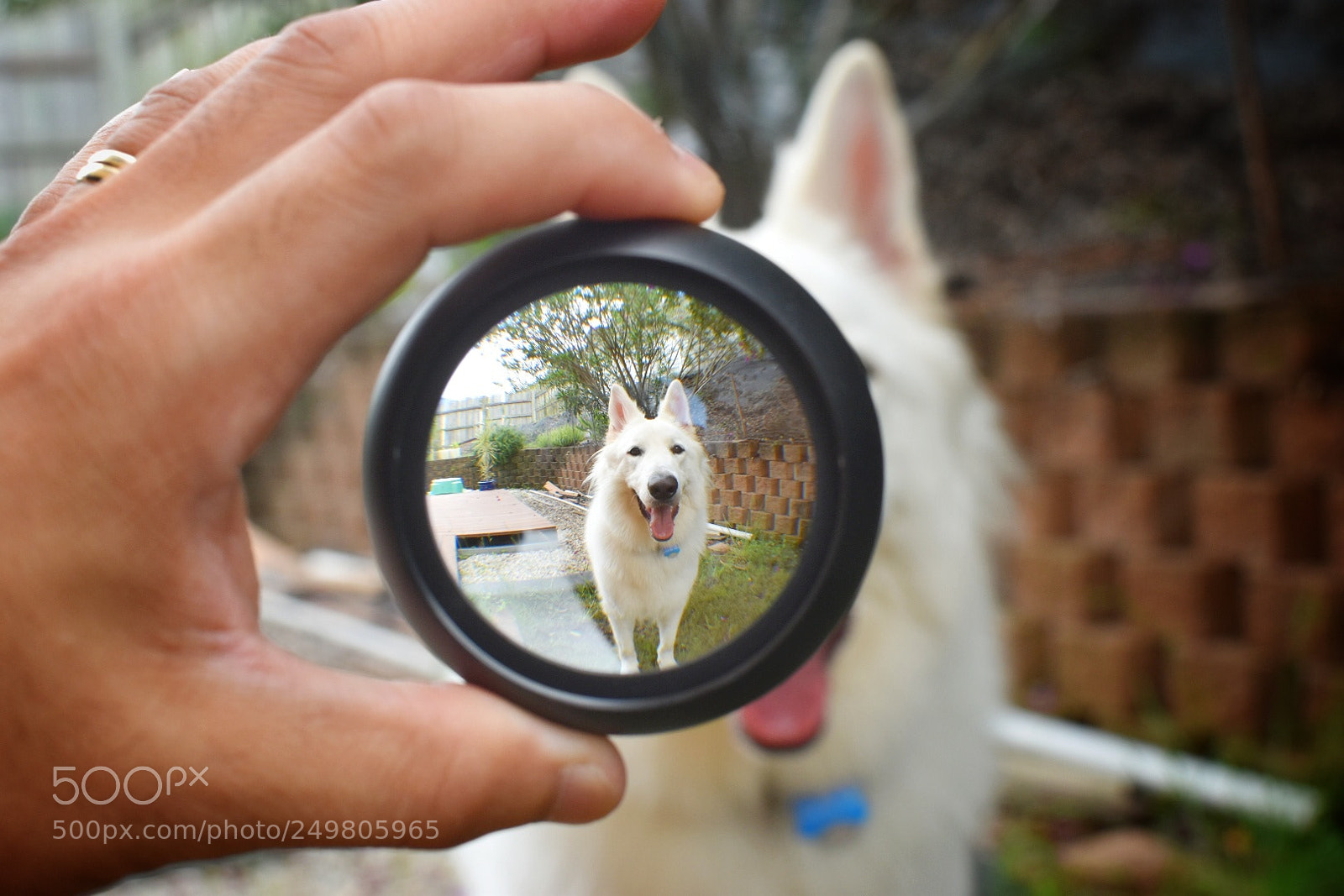 Nikon D5600 sample photo. Lens boy photography