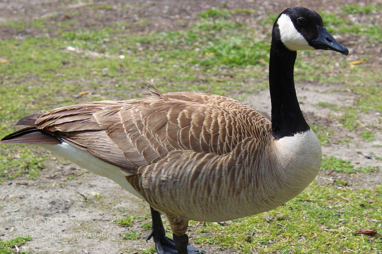 Canon EOS 1300D (EOS Rebel T6 / EOS Kiss X80) sample photo. Goose photography