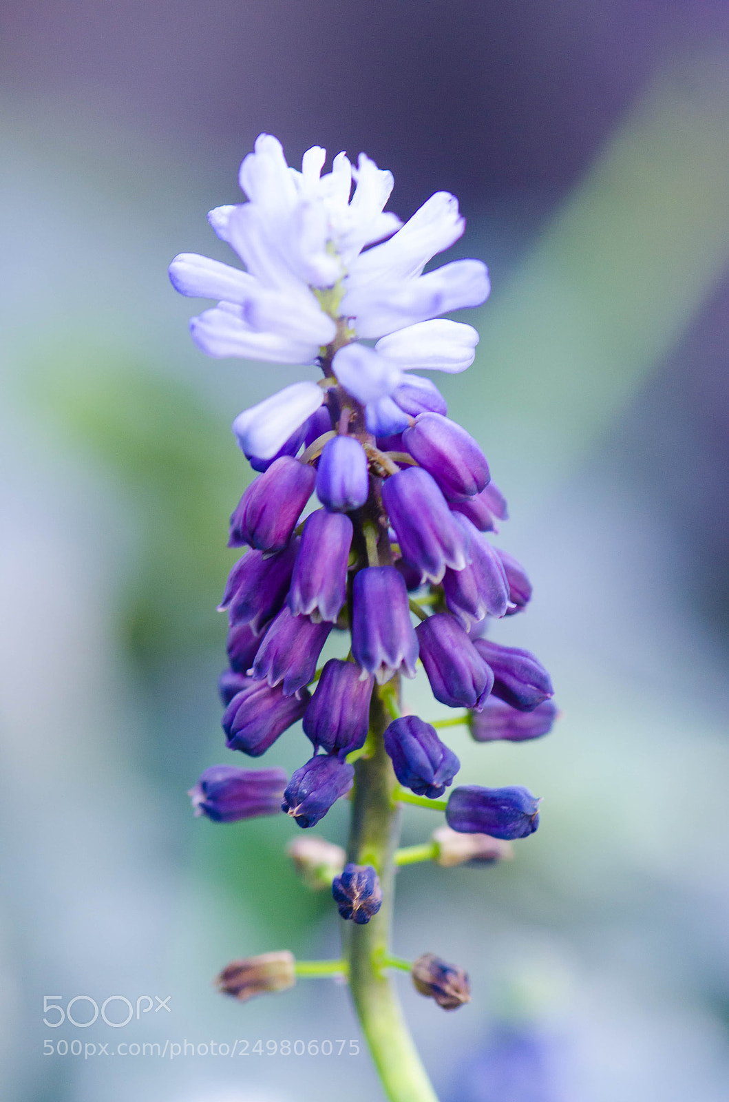 Nikon D7000 sample photo. Spring vibe 1 photography