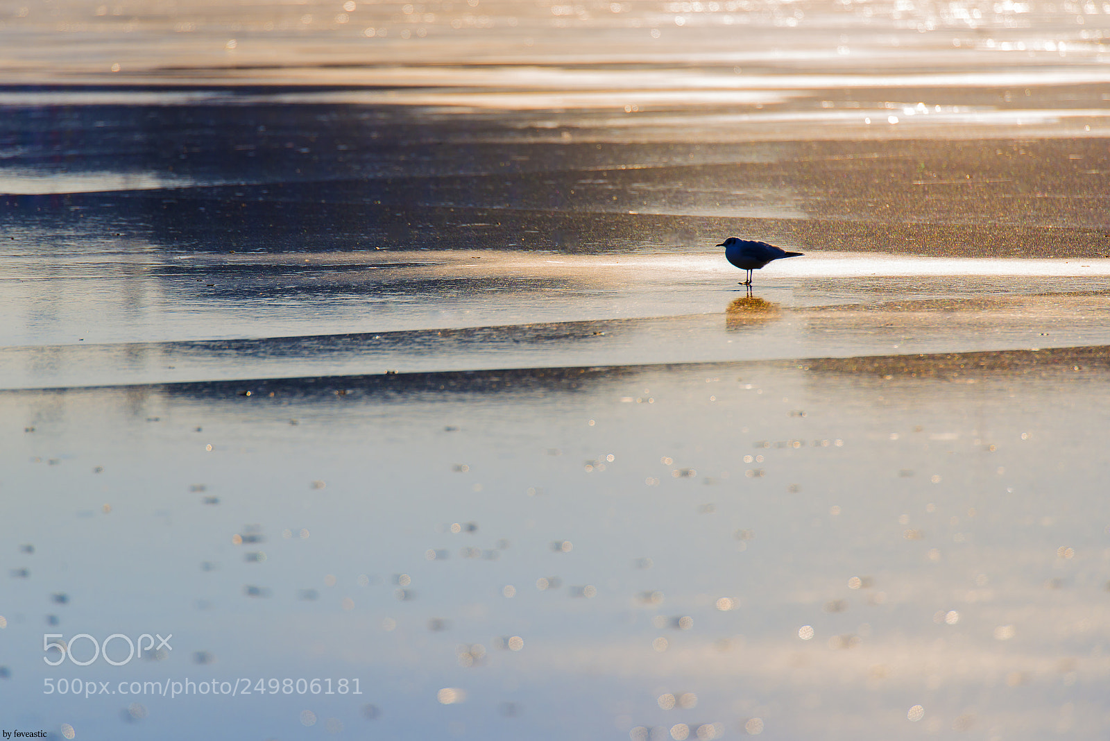 Nikon D610 sample photo. Silence photography