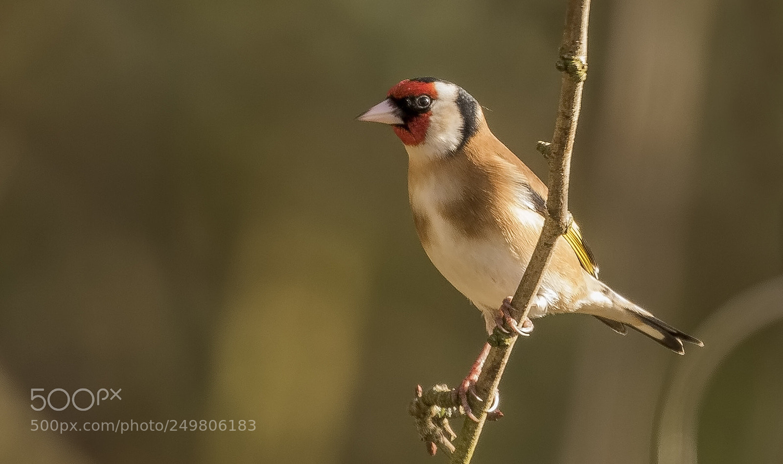 Canon EOS 7D Mark II sample photo. Goldfinch photography