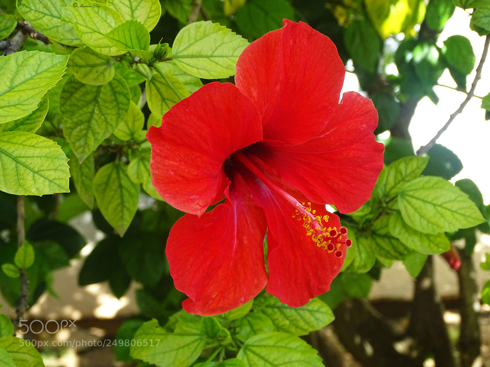 Sony Cyber-shot DSC-HX400V sample photo. Dsc photography