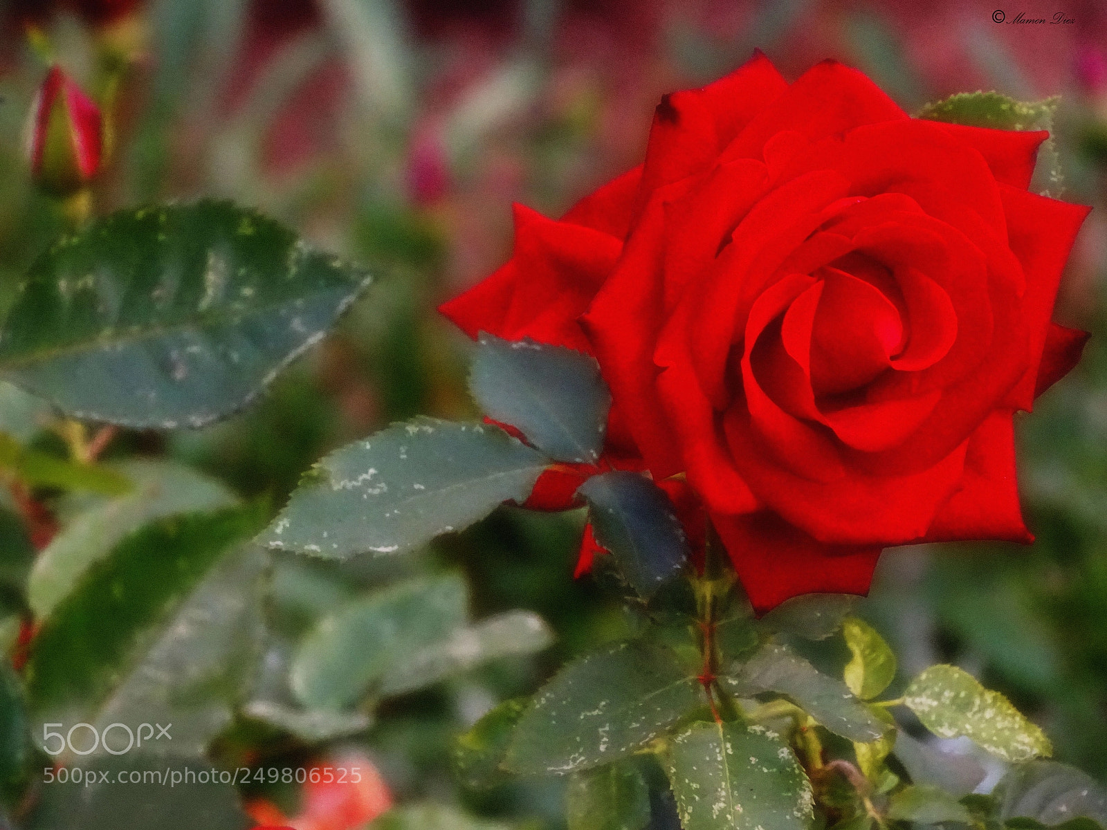 Sony Cyber-shot DSC-HX400V sample photo. Dsc photography