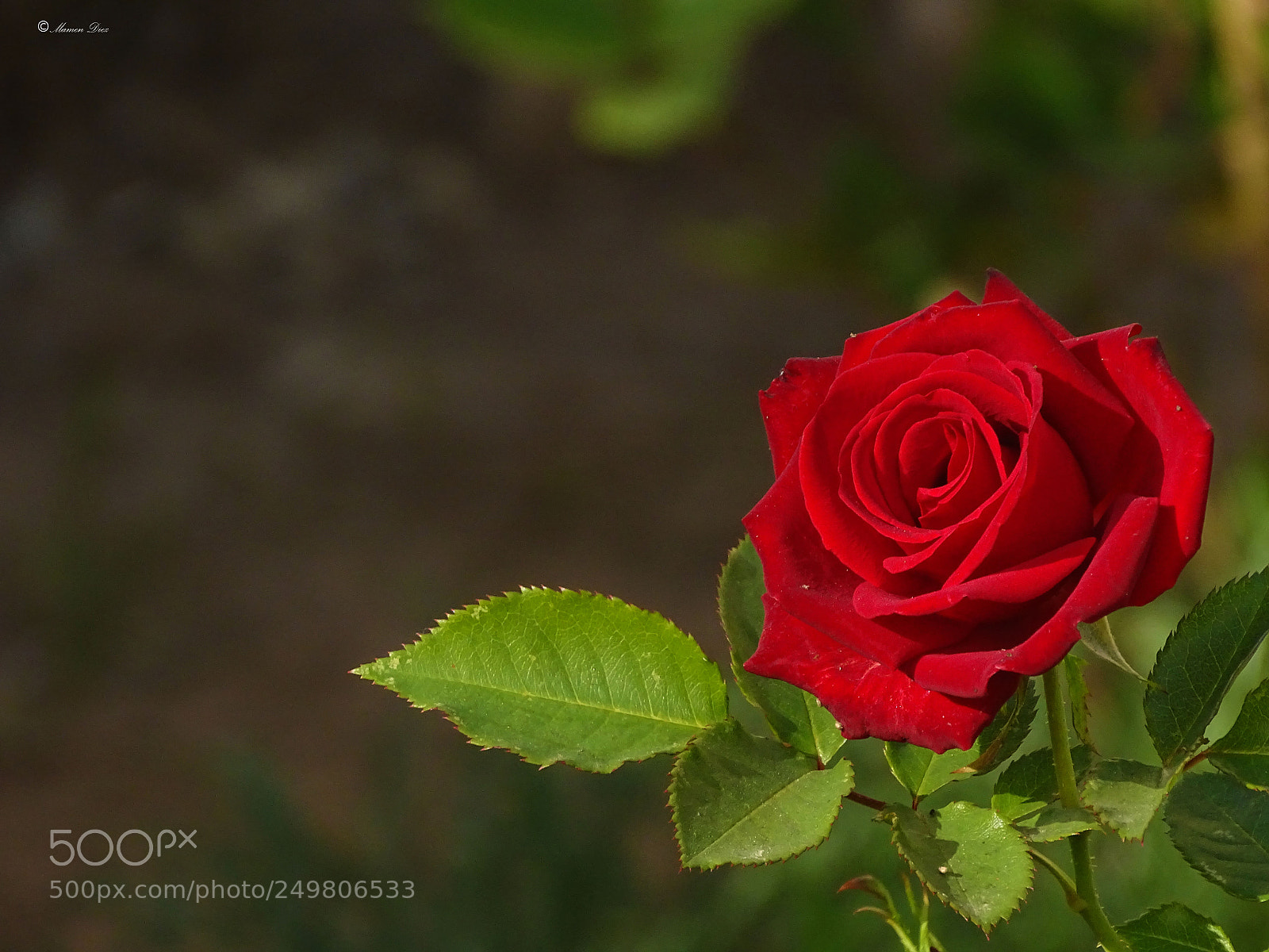Sony Cyber-shot DSC-HX400V sample photo. Dsc photography