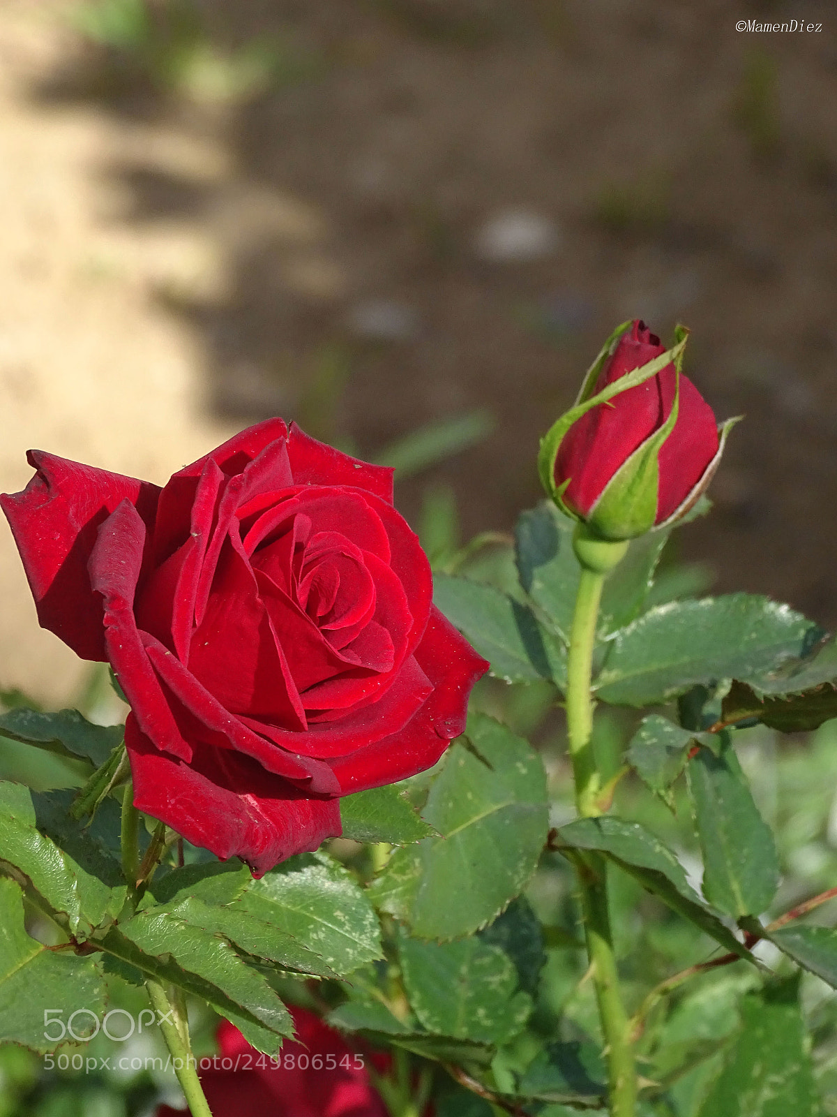 Sony Cyber-shot DSC-HX400V sample photo. Dsc photography