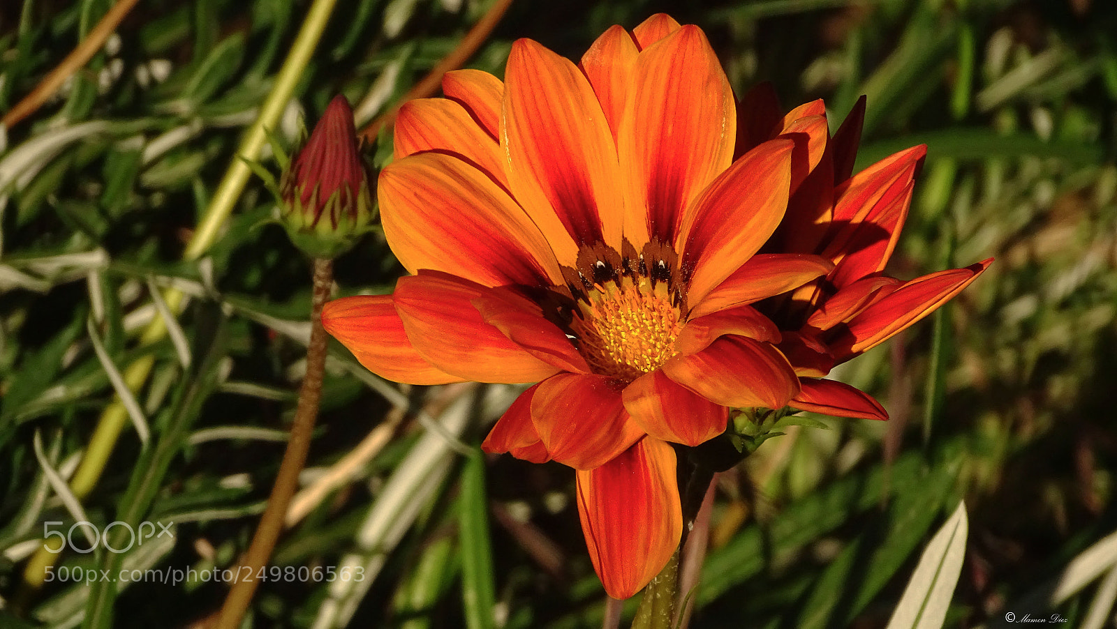 Sony Cyber-shot DSC-HX400V sample photo. Dsc photography
