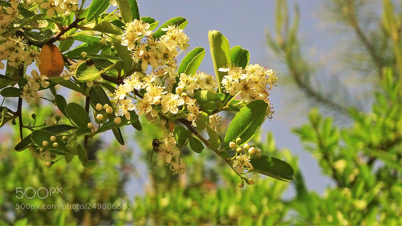 Sony Cyber-shot DSC-HX400V sample photo. Dsc photography