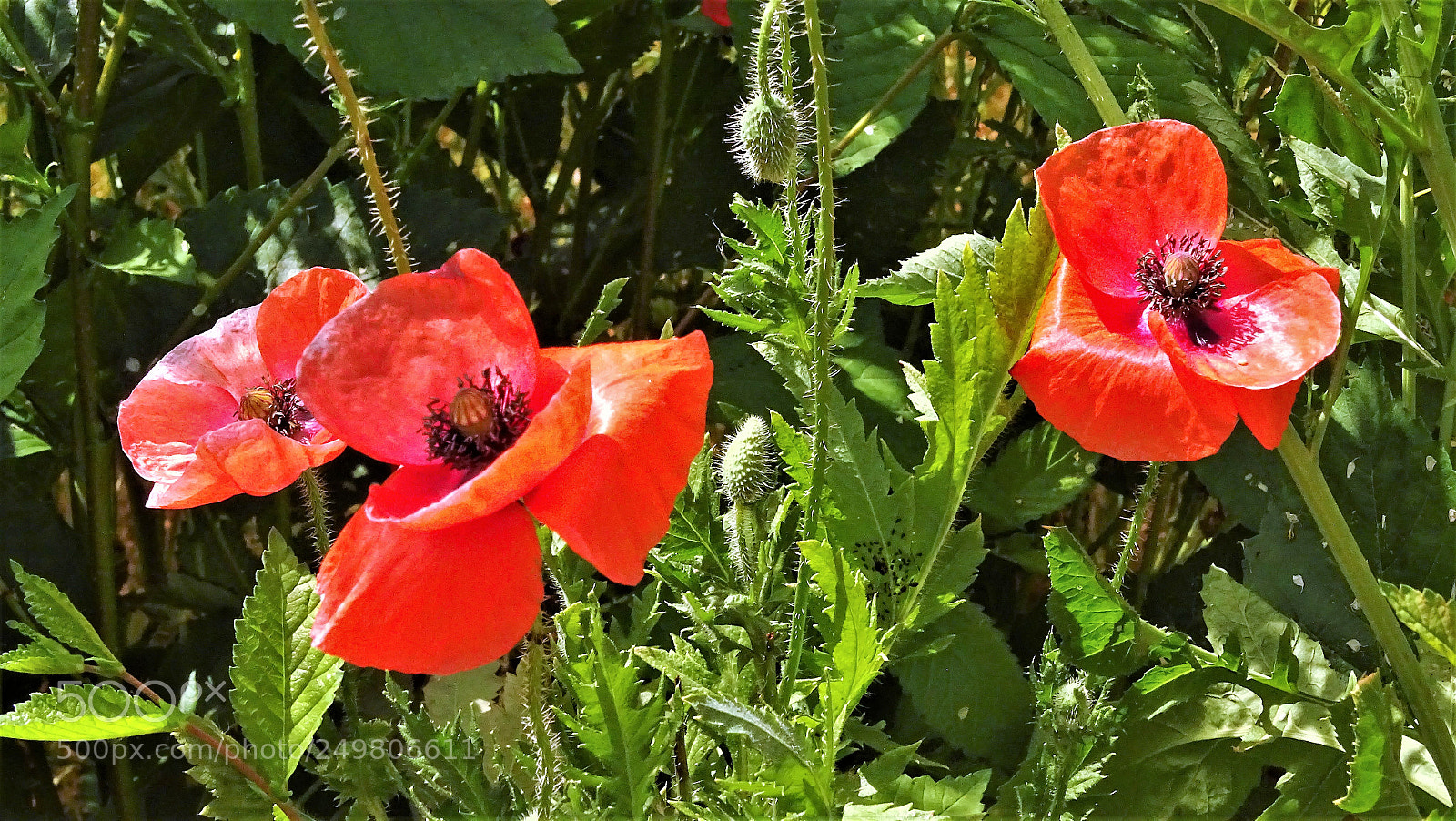 Sony Cyber-shot DSC-HX400V sample photo. Dsc photography