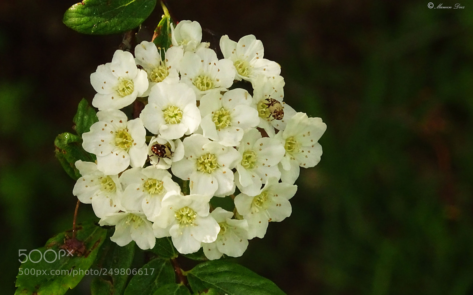 Sony Cyber-shot DSC-HX400V sample photo. Dsc photography