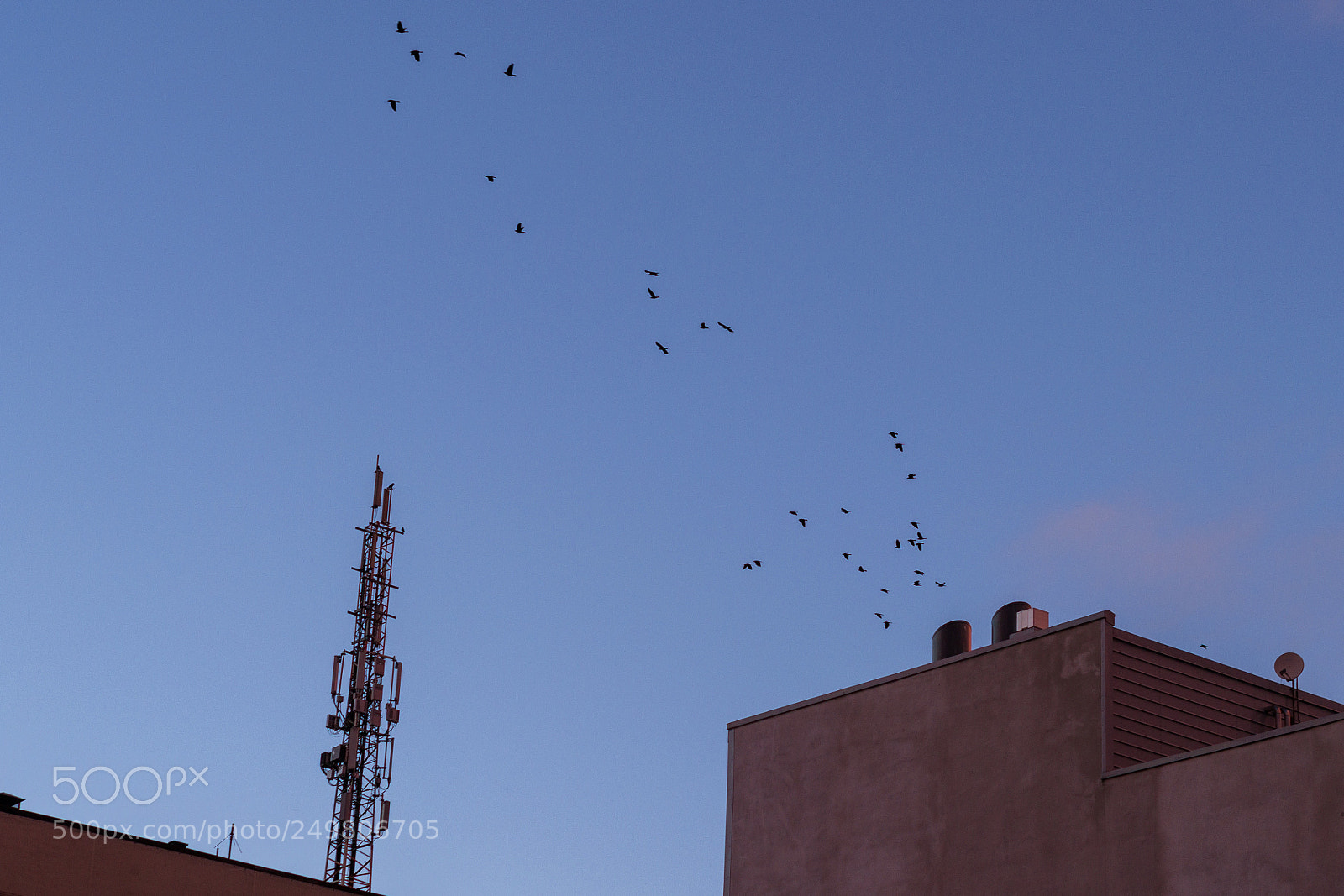 Nikon D3100 sample photo. Birds photography