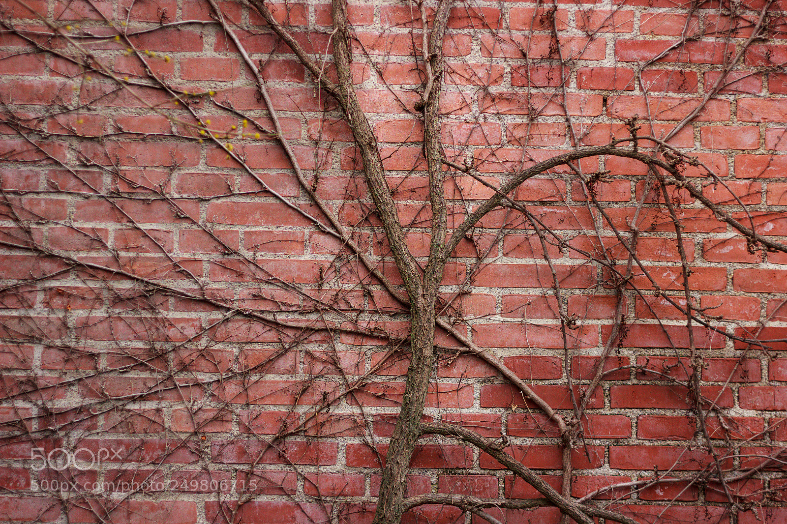 Canon EOS 550D (EOS Rebel T2i / EOS Kiss X4) sample photo. No leaves photography