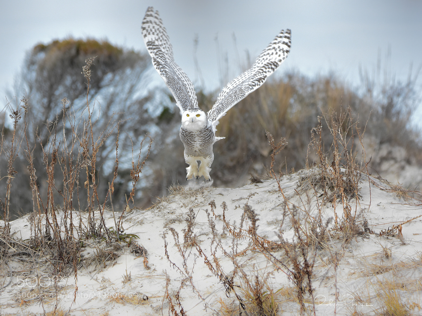 Nikon D7200 sample photo. Snowy take off photography