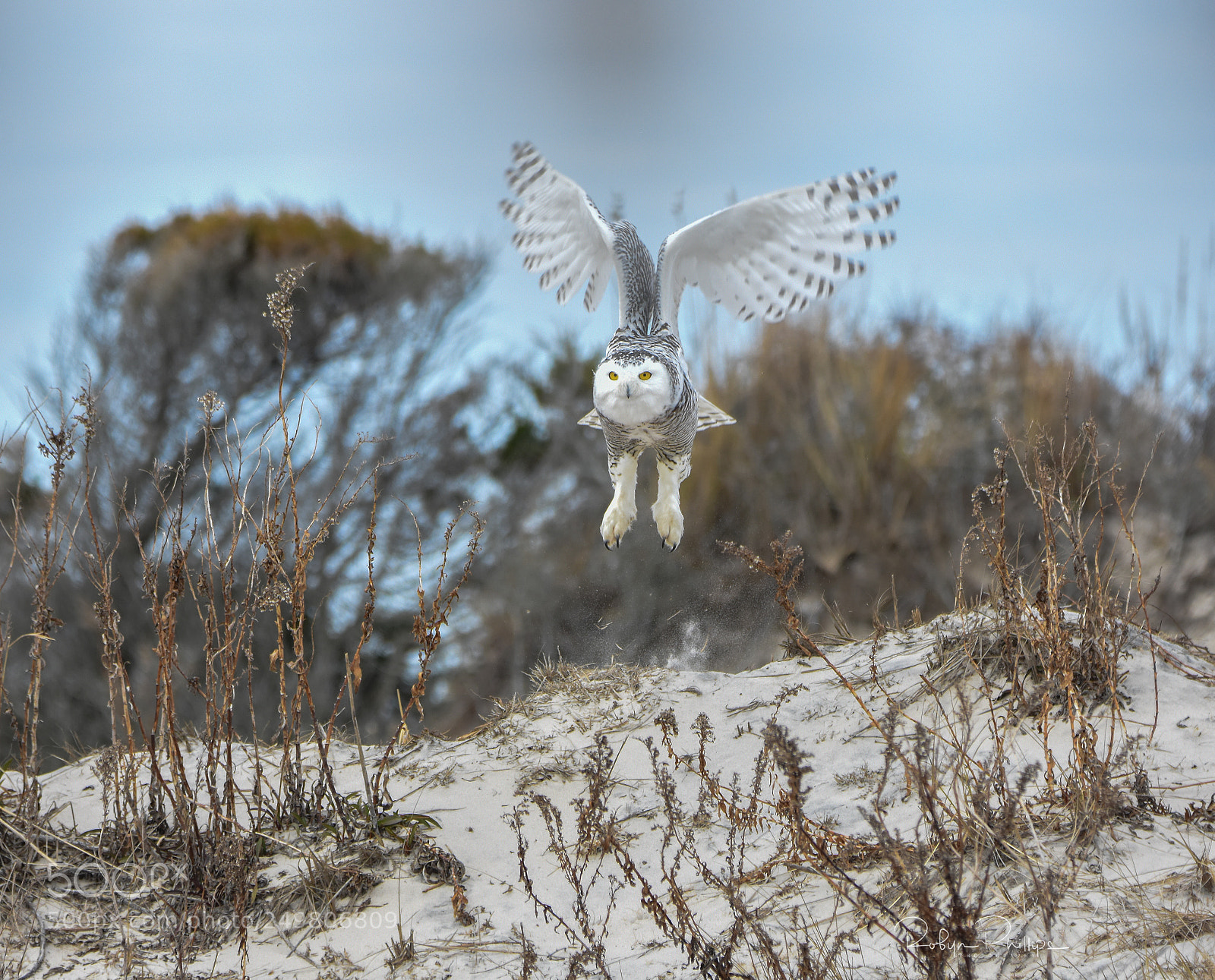 Nikon D7200 sample photo. Snowy in flight photography