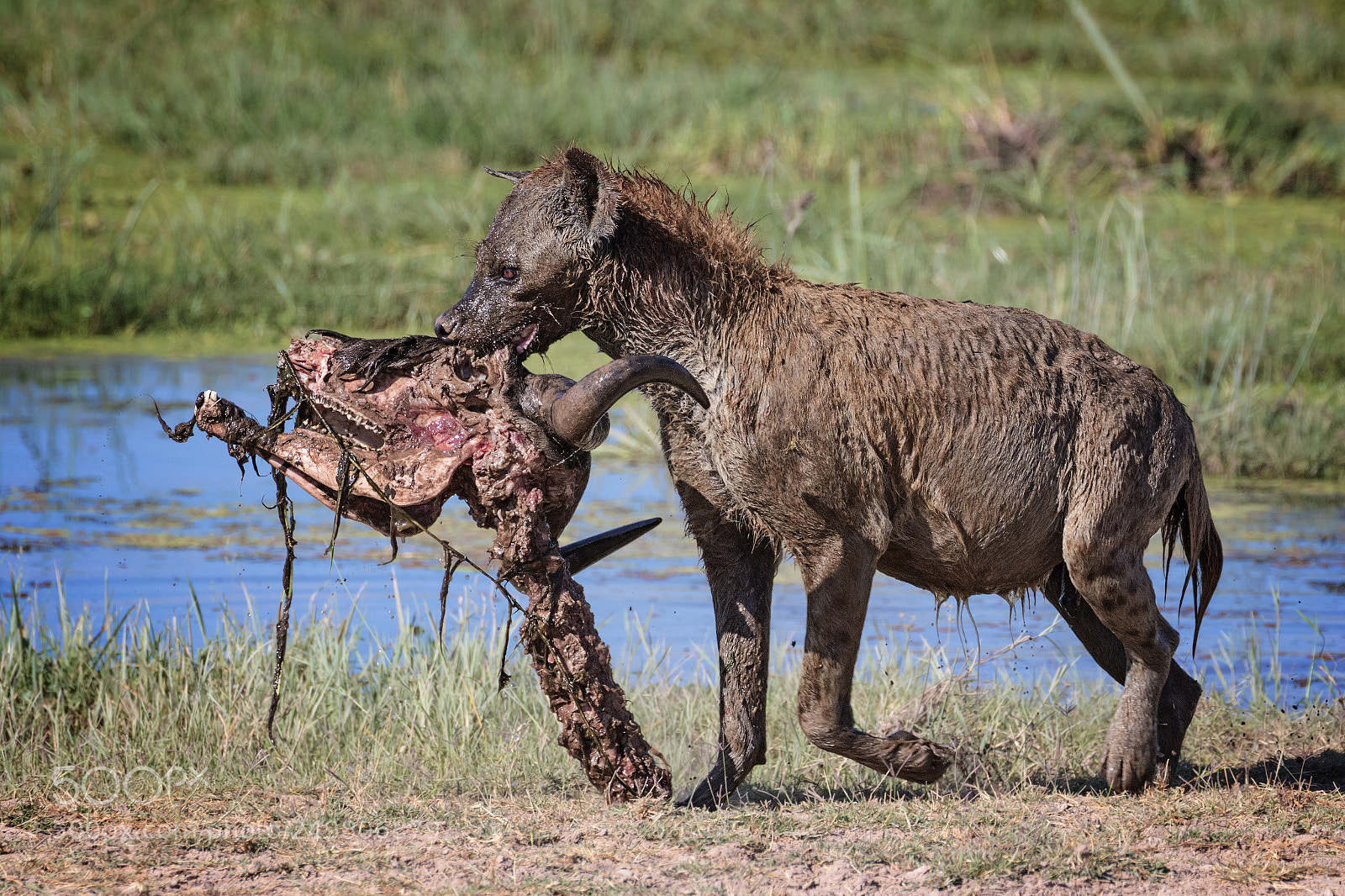 Canon EOS 7D Mark II sample photo. Hyena photography