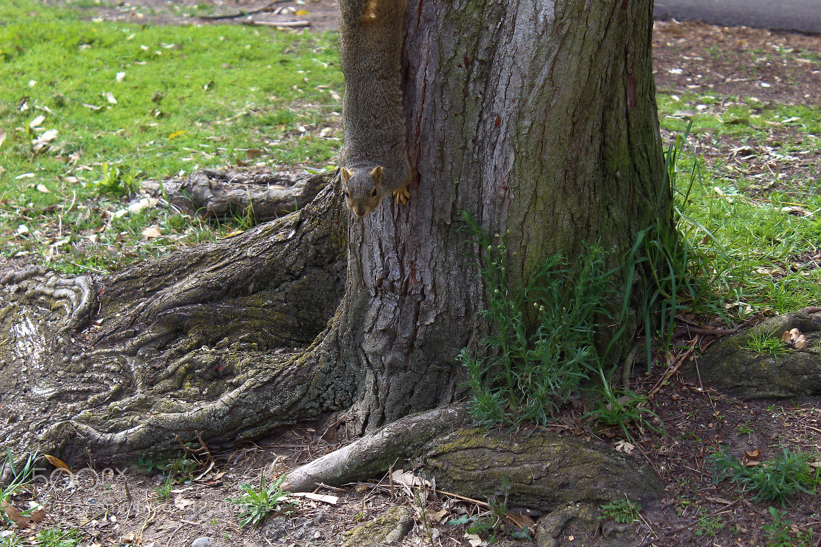 Canon EOS 1300D (EOS Rebel T6 / EOS Kiss X80) sample photo. Squirrel on a tree photography