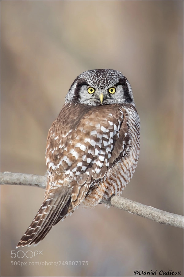 Canon EOS 7D Mark II sample photo. Northern hawk owl's stare photography