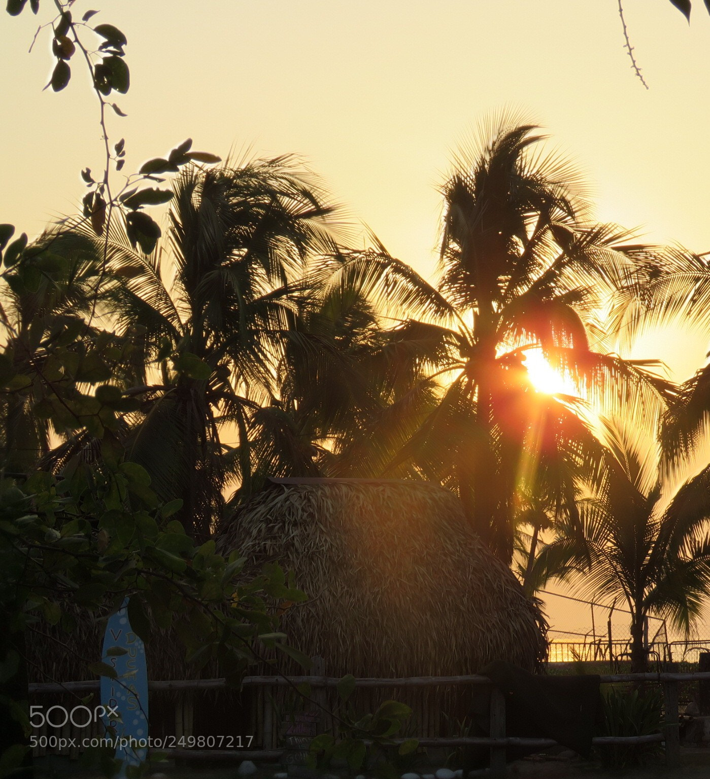 Canon PowerShot SX60 HS sample photo. Palm sunrise photography