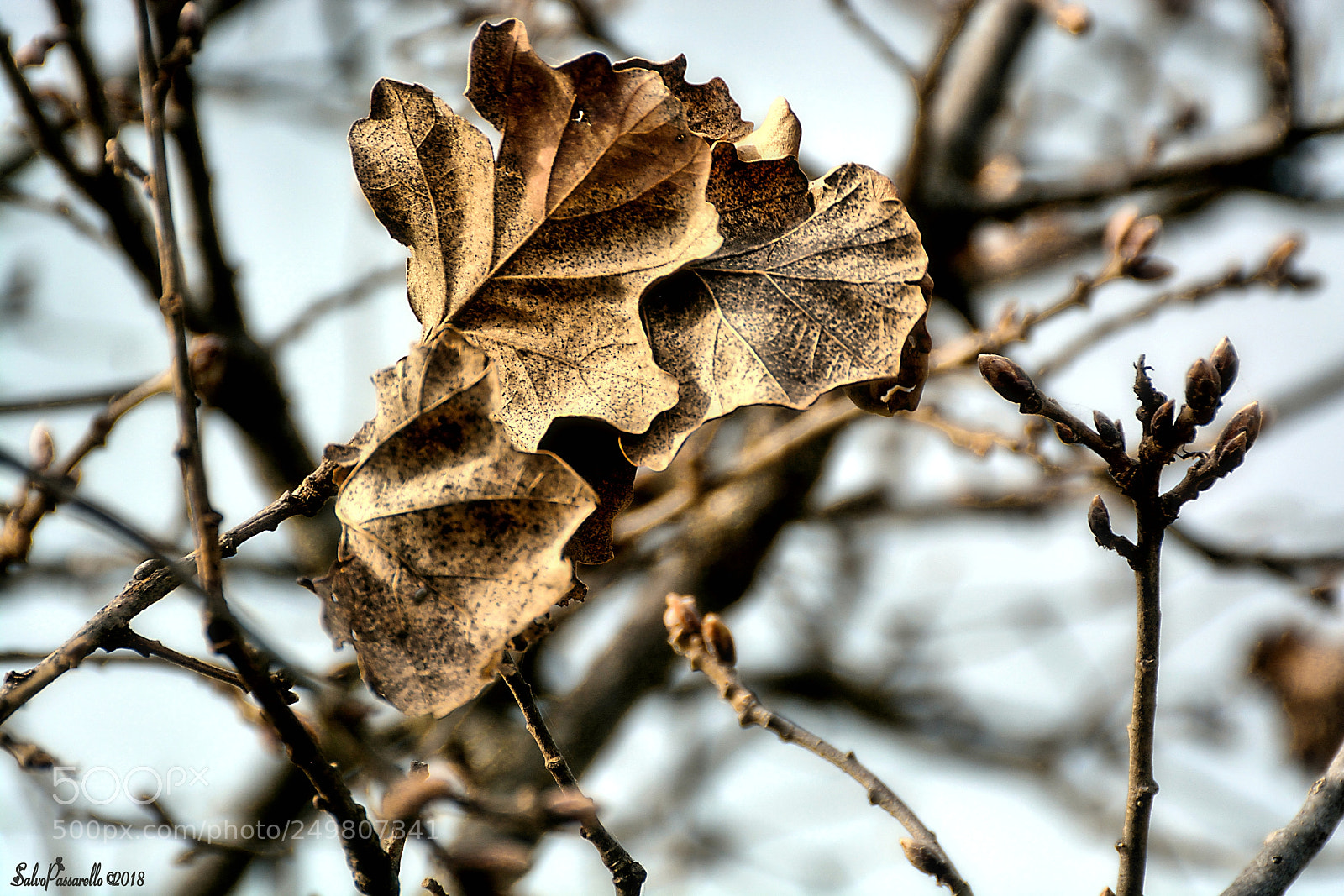 Nikon D5200 sample photo. Spring melancholy photography