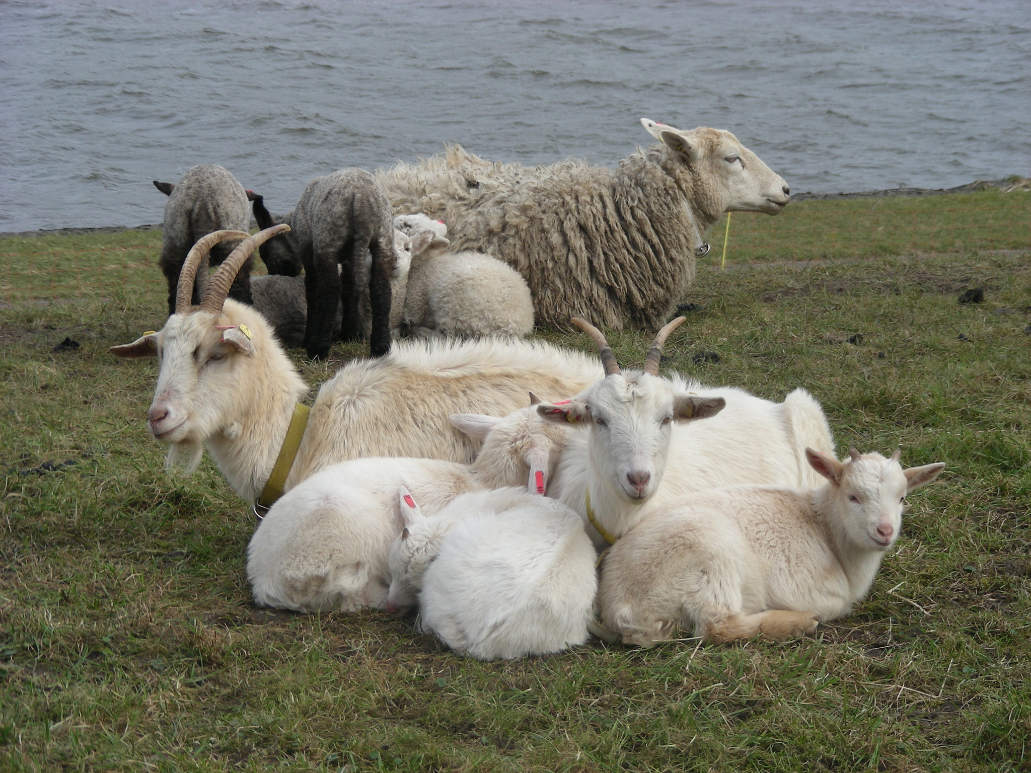 Nikon COOLPIX S10 sample photo. Sheeps and goats on dyke photography