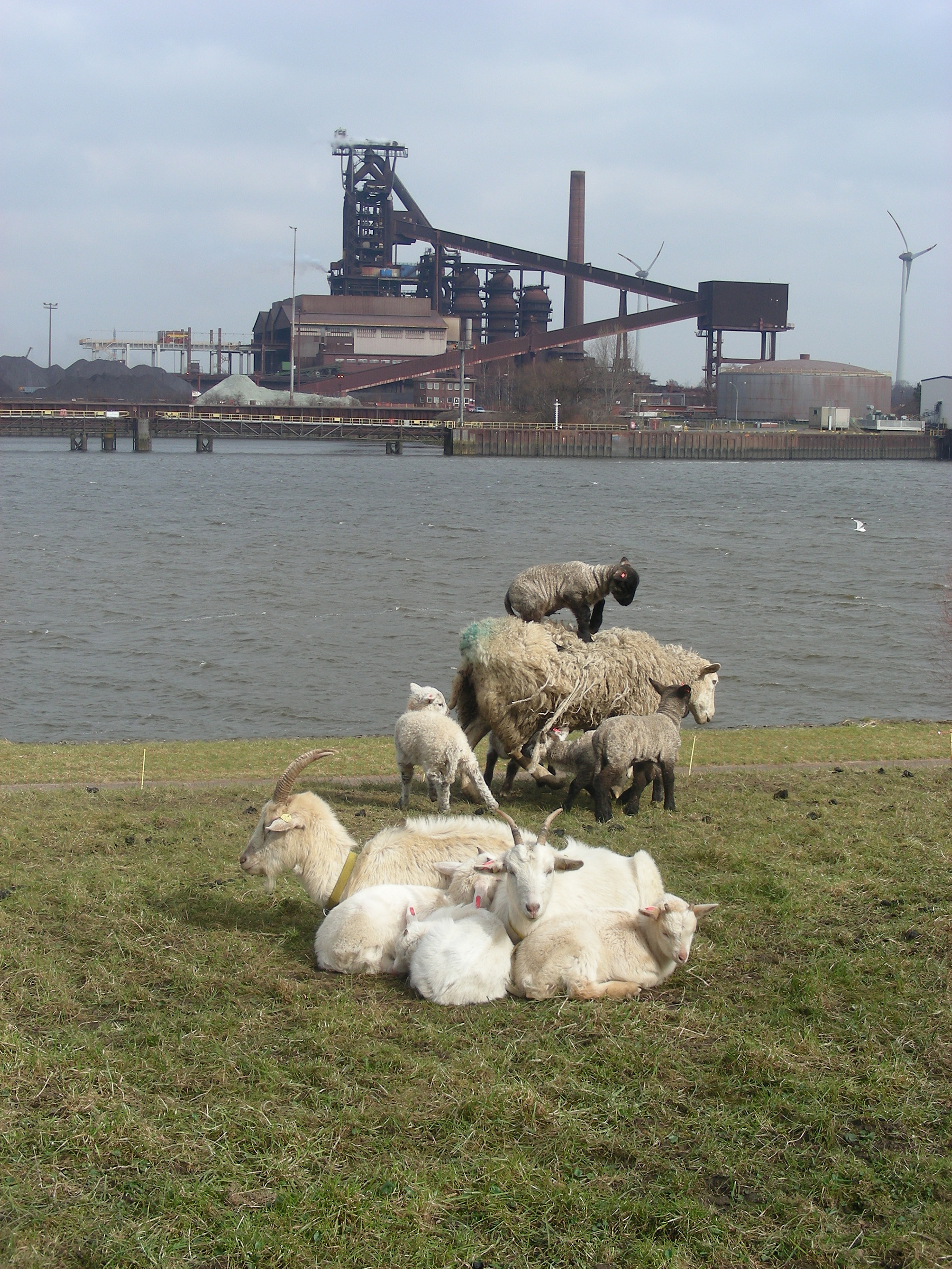 Nikon COOLPIX S10 sample photo. Sheeps and goats on dyke photography