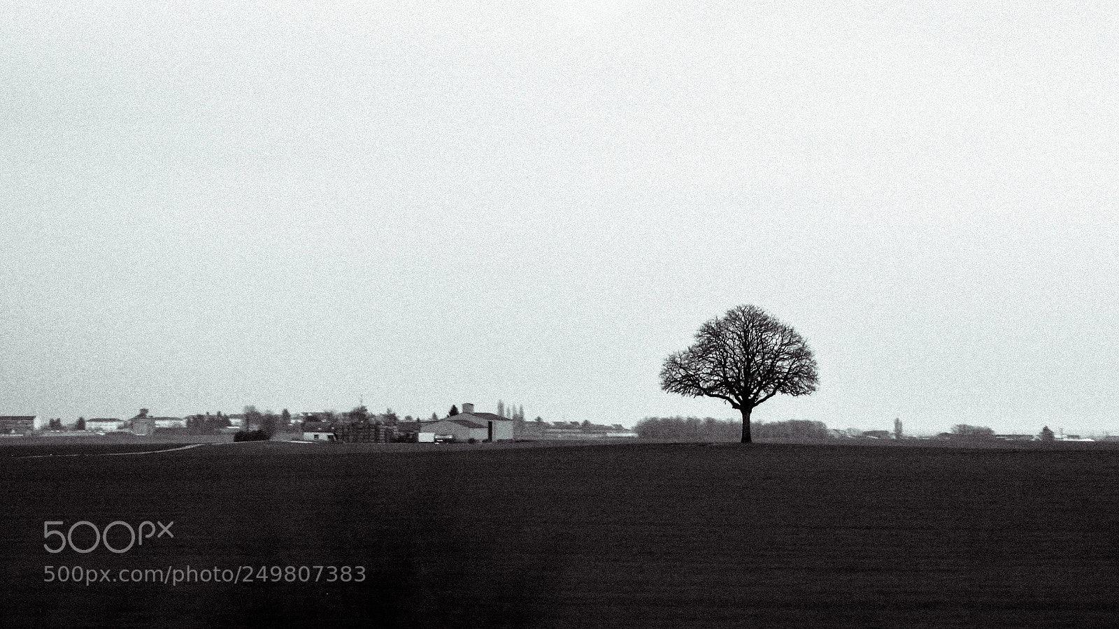 Canon EOS 550D (EOS Rebel T2i / EOS Kiss X4) sample photo. Solitary tree photography