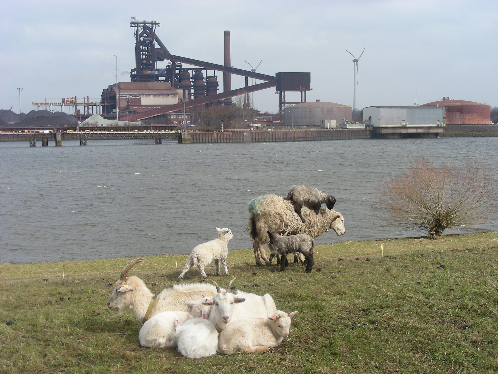 Nikon COOLPIX S10 sample photo. Sheeps and goats on dyke photography