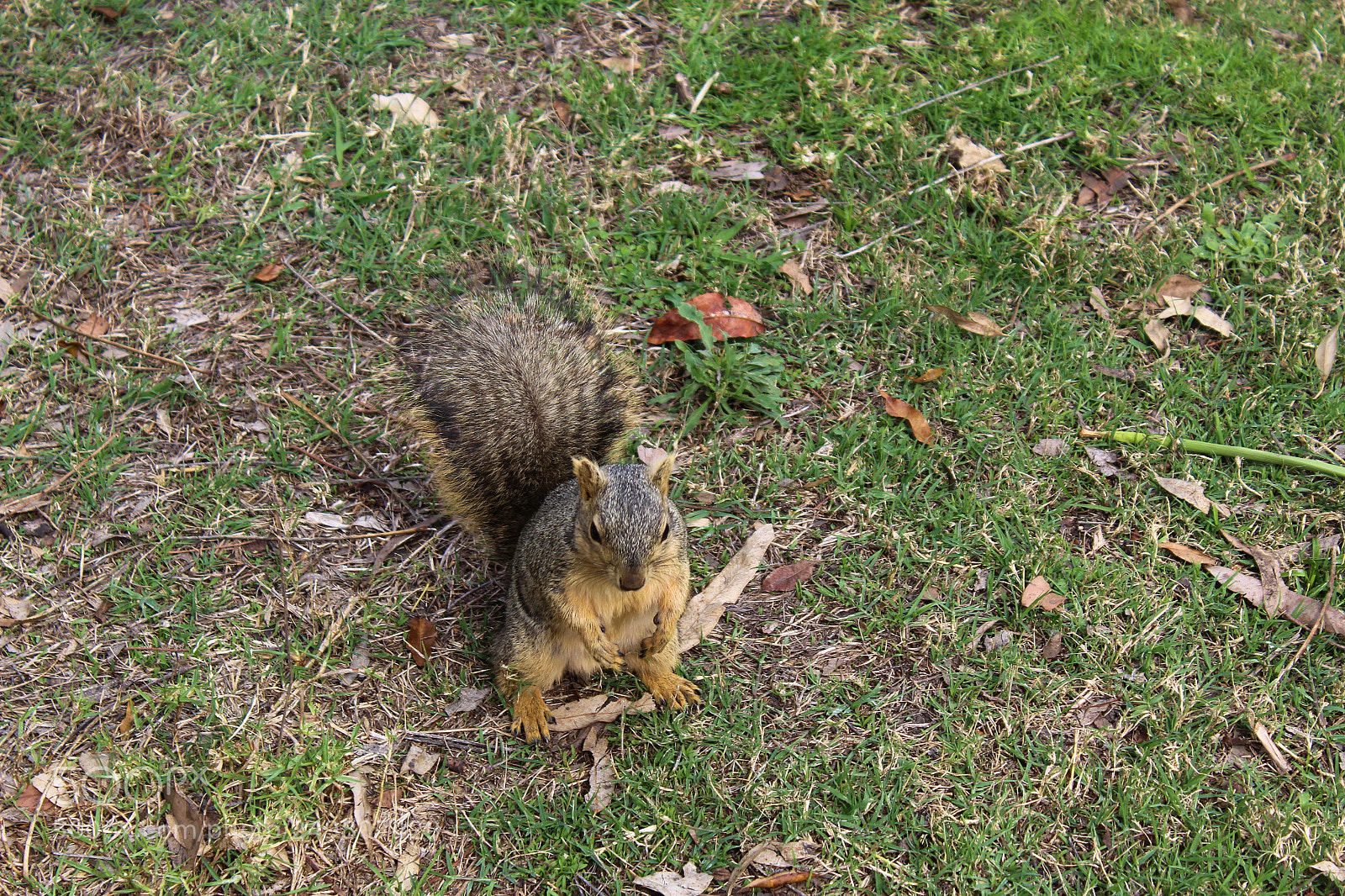 Canon EOS 1300D (EOS Rebel T6 / EOS Kiss X80) sample photo. Squirrel photography