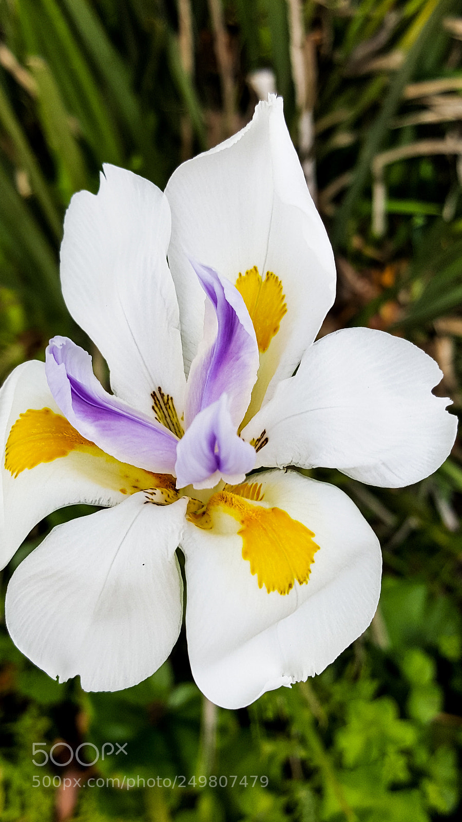 Samsung Galaxy Note5 sample photo. Iris in wild photography