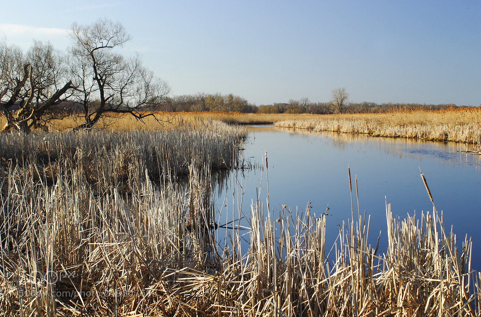 Canon EOS 300D (EOS Digital Rebel / EOS Kiss Digital) sample photo. Wildlife wetland habitat, montezuma photography