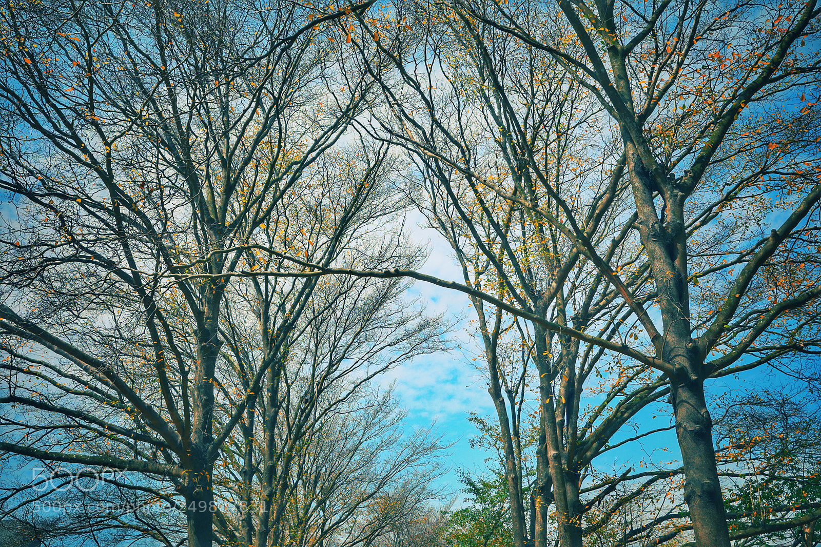 Canon EOS 5D Mark IV sample photo. Untitled photography