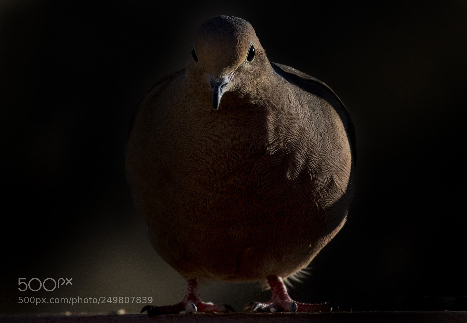 Canon EOS 7D Mark II sample photo. In the last light photography