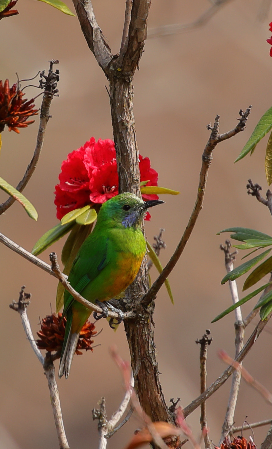 Canon EOS 5D Mark IV sample photo. Eaglenest bird sanctuary, india photography
