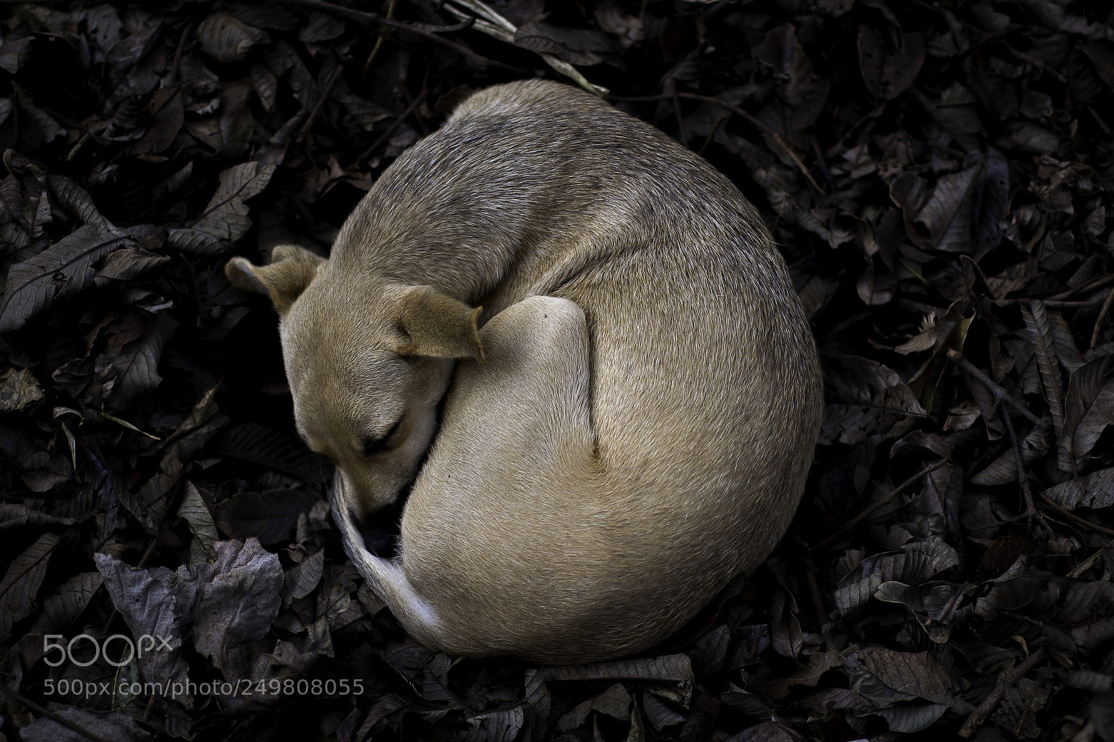 Canon EOS 700D (EOS Rebel T5i / EOS Kiss X7i) sample photo. Sleeping dog photography