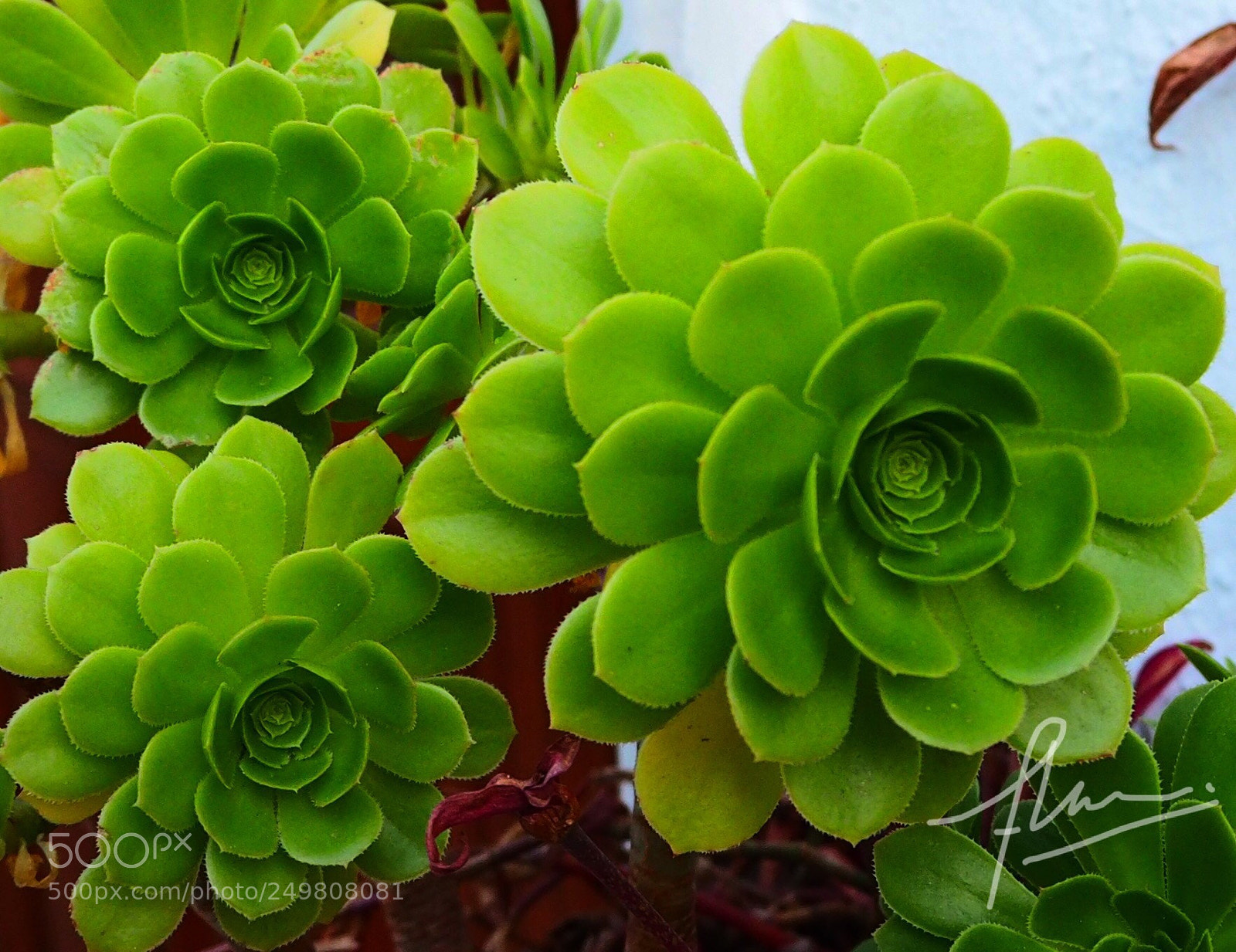 Olympus OM-D E-M10 II sample photo. Verde que te quiero photography