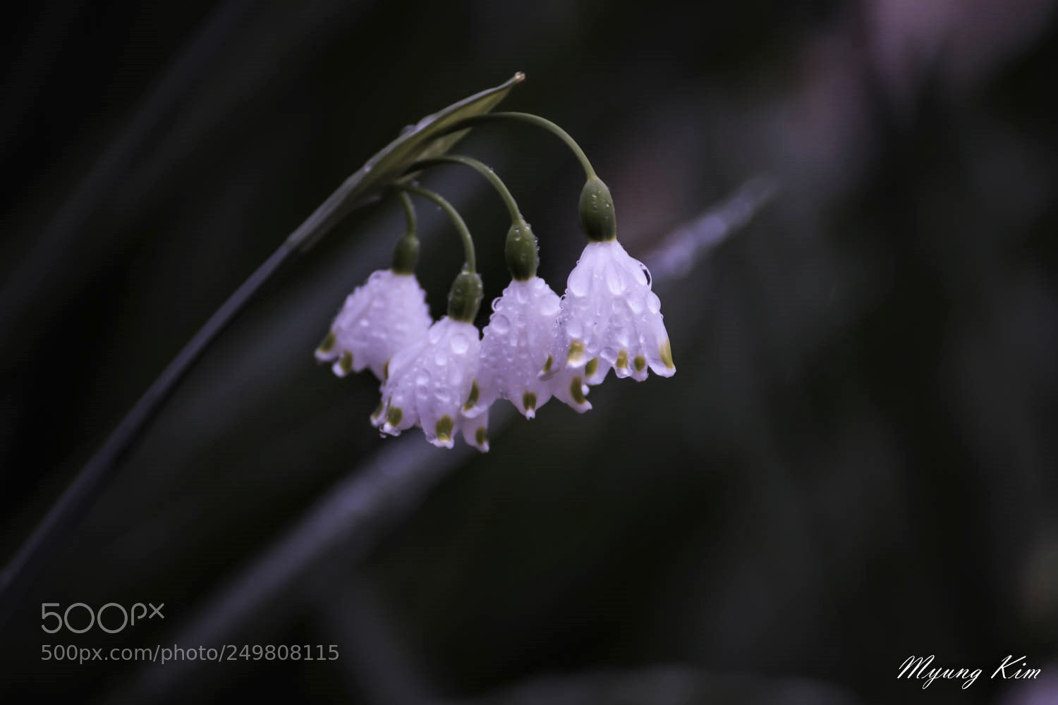 Canon EOS 5D Mark IV sample photo. () photography