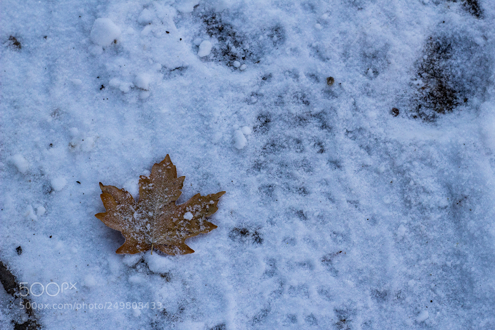 Canon EOS 1200D (EOS Rebel T5 / EOS Kiss X70 / EOS Hi) sample photo. Winter leaf photography