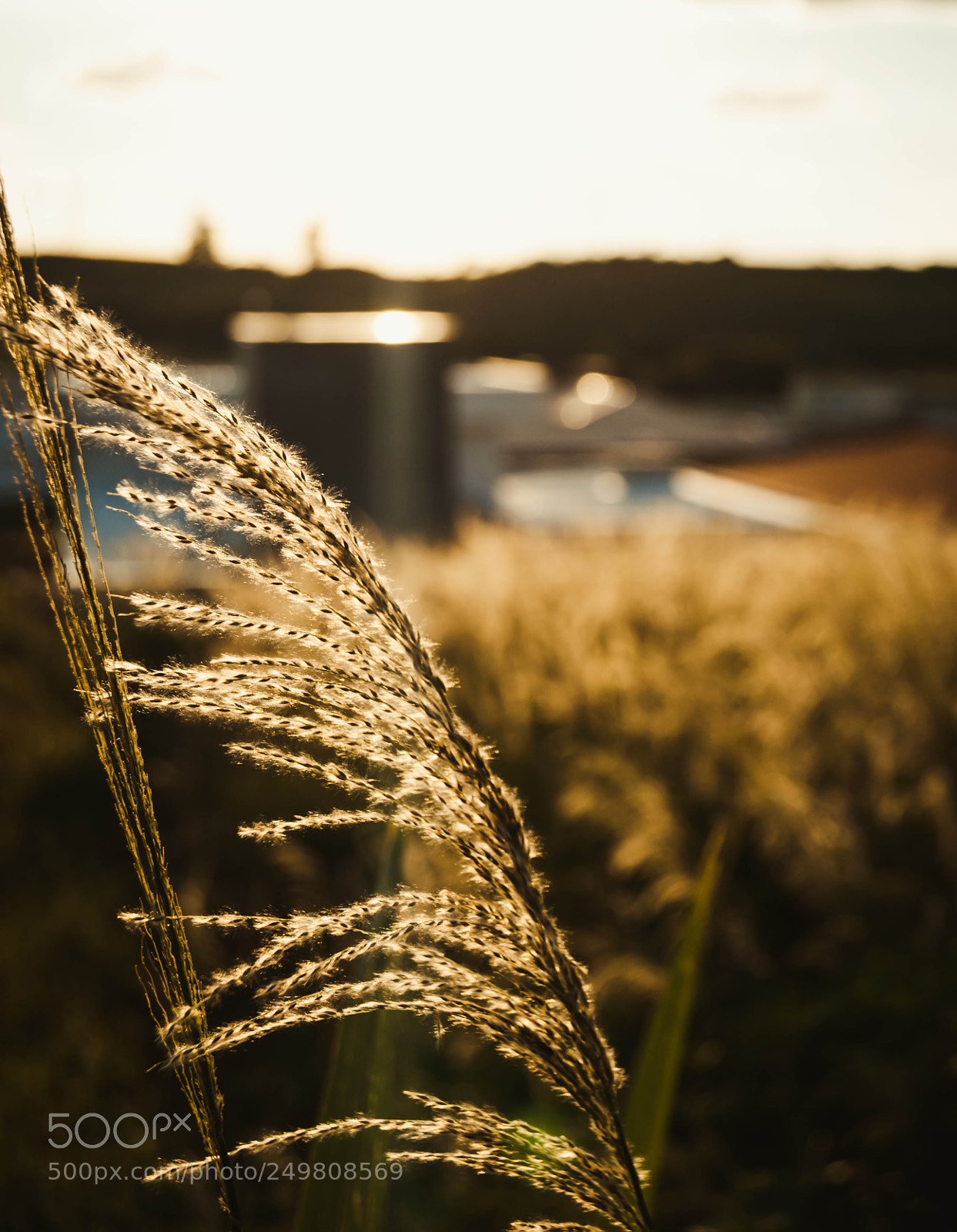 Sony Alpha DSLR-A230 sample photo. Details iii photography