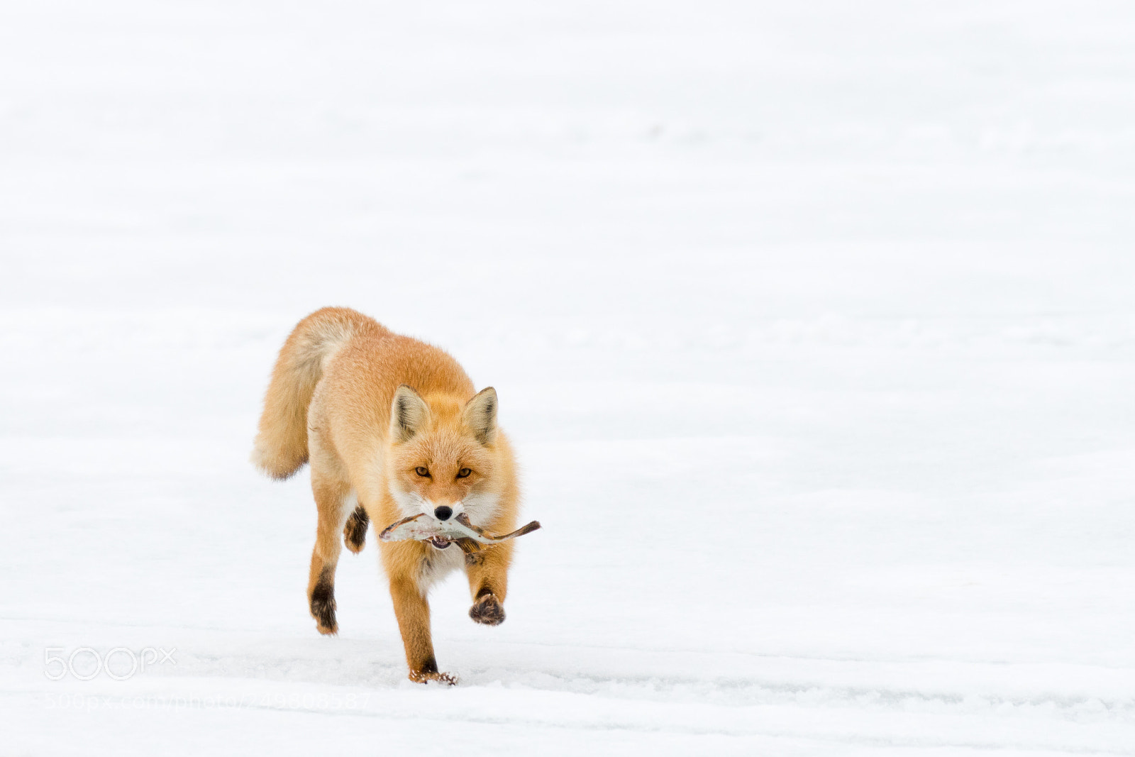 Nikon D500 sample photo. Happy fox photography