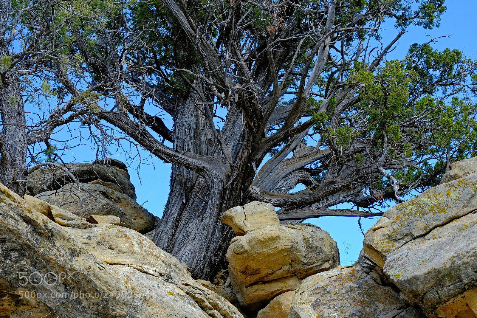Fujifilm X-T2 sample photo. Mountain juniper photography
