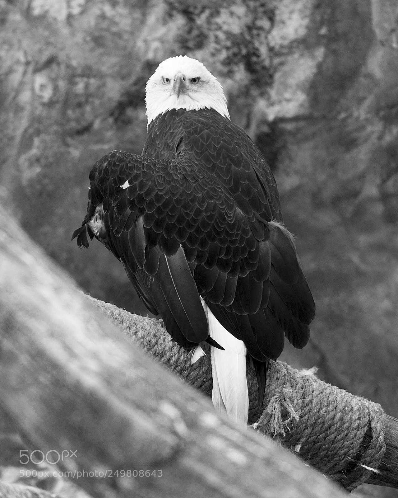 Canon EOS 700D (EOS Rebel T5i / EOS Kiss X7i) sample photo. Eagle photography