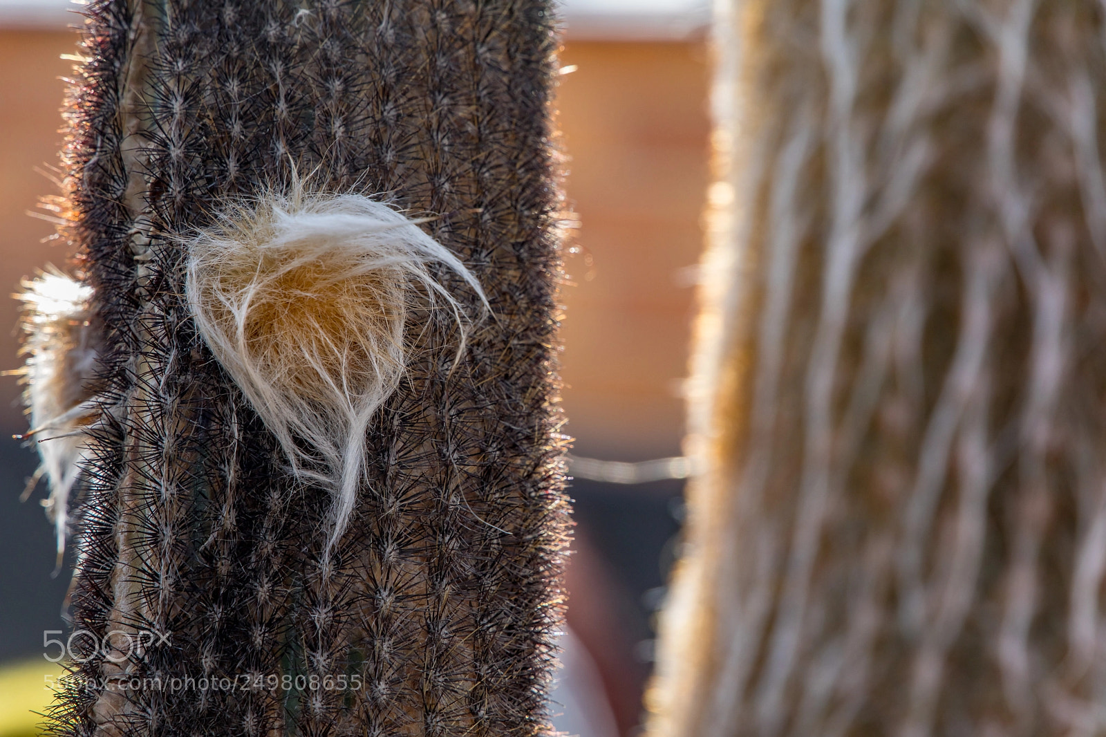 Canon EOS 5D Mark IV sample photo. Trump wuz here photography