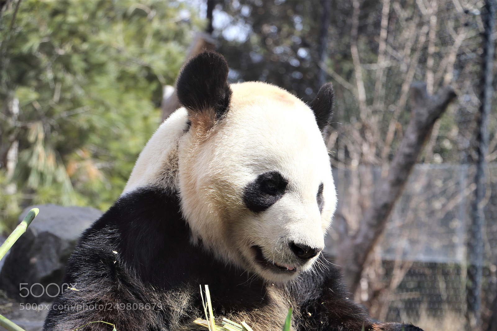 Canon EOS 7D Mark II sample photo. Giant panda photography