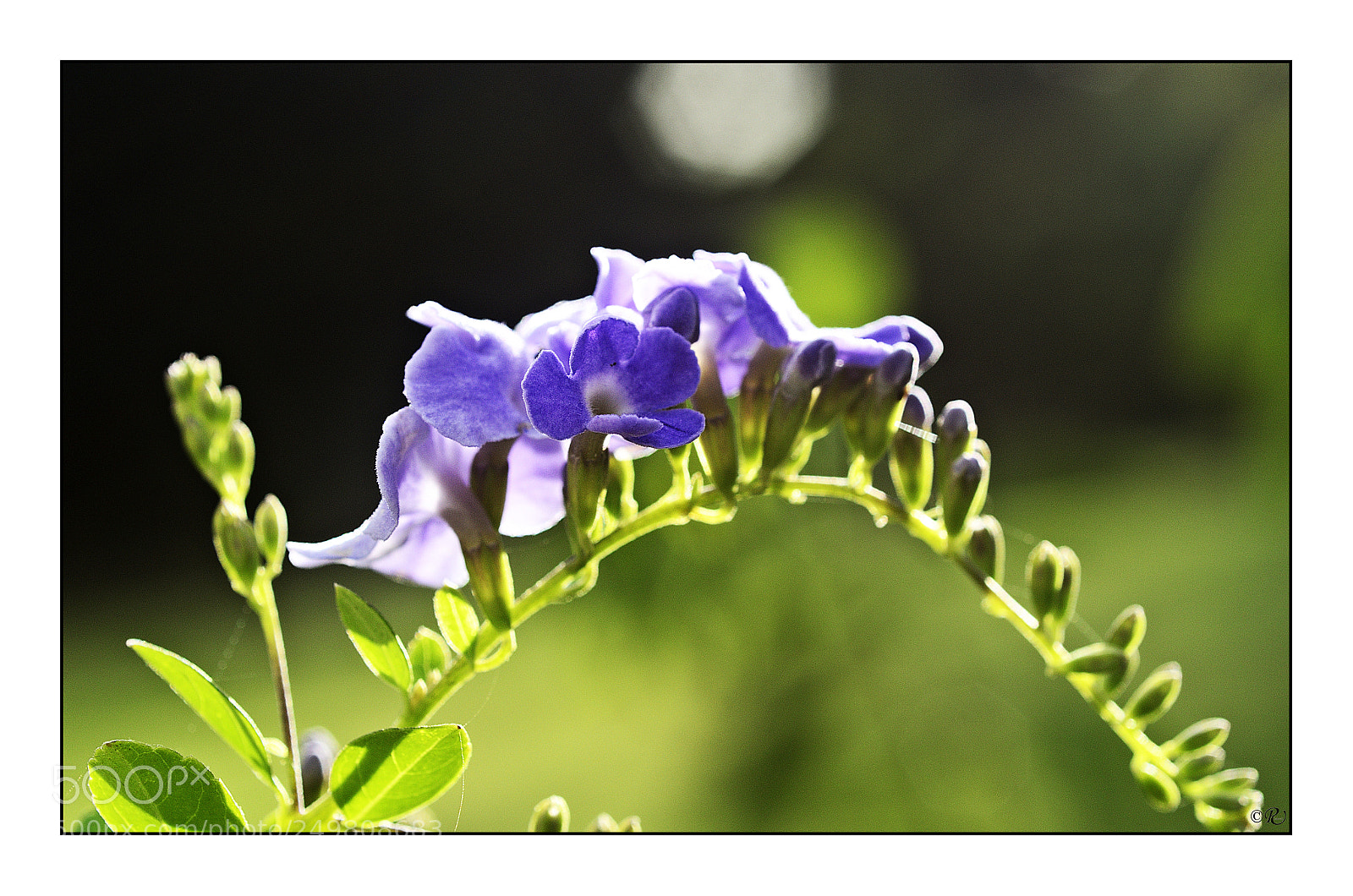 Nikon D7000 sample photo. Purple flowers photography