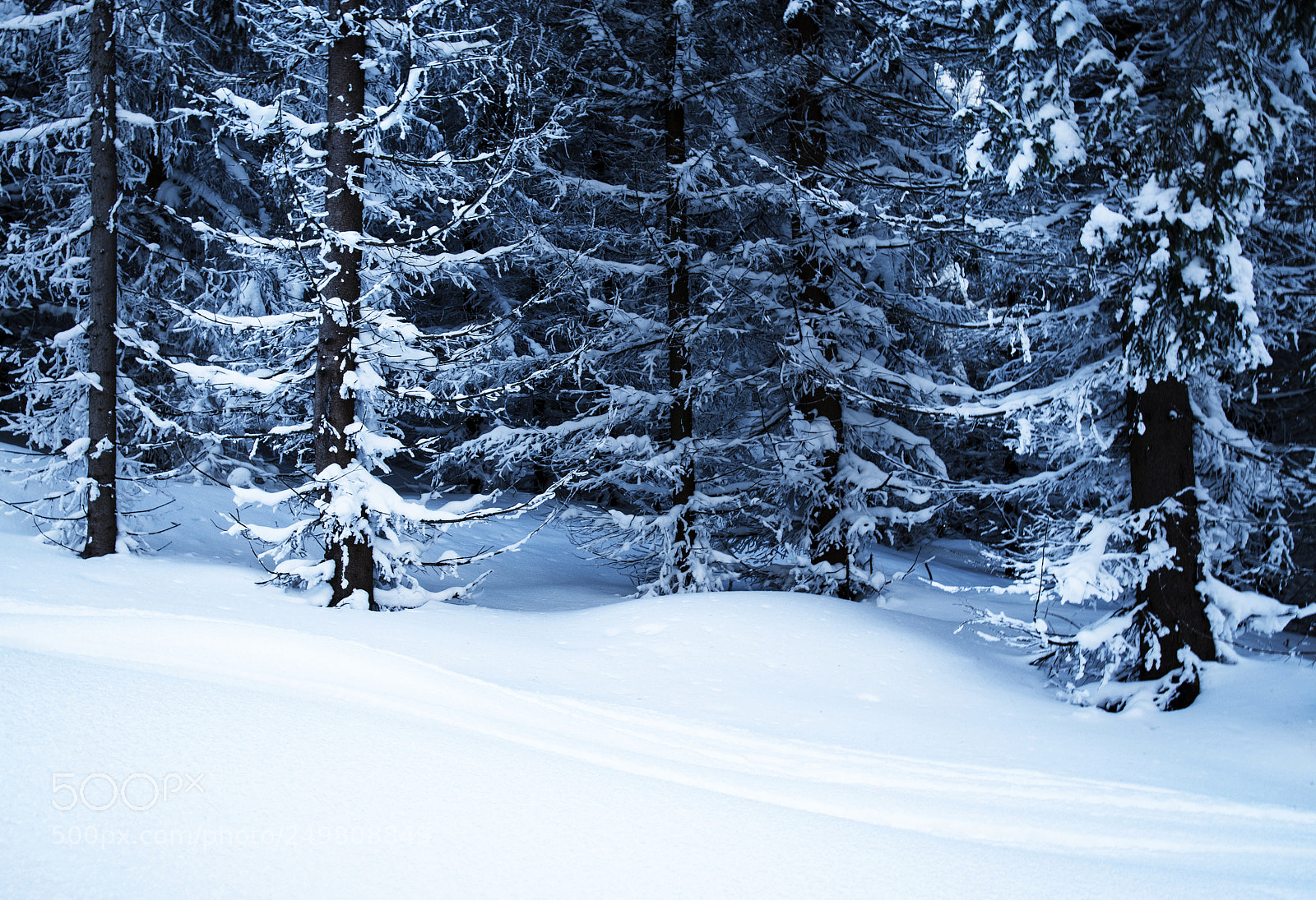 Nikon D5500 sample photo. Seasonal background snowy forest photography