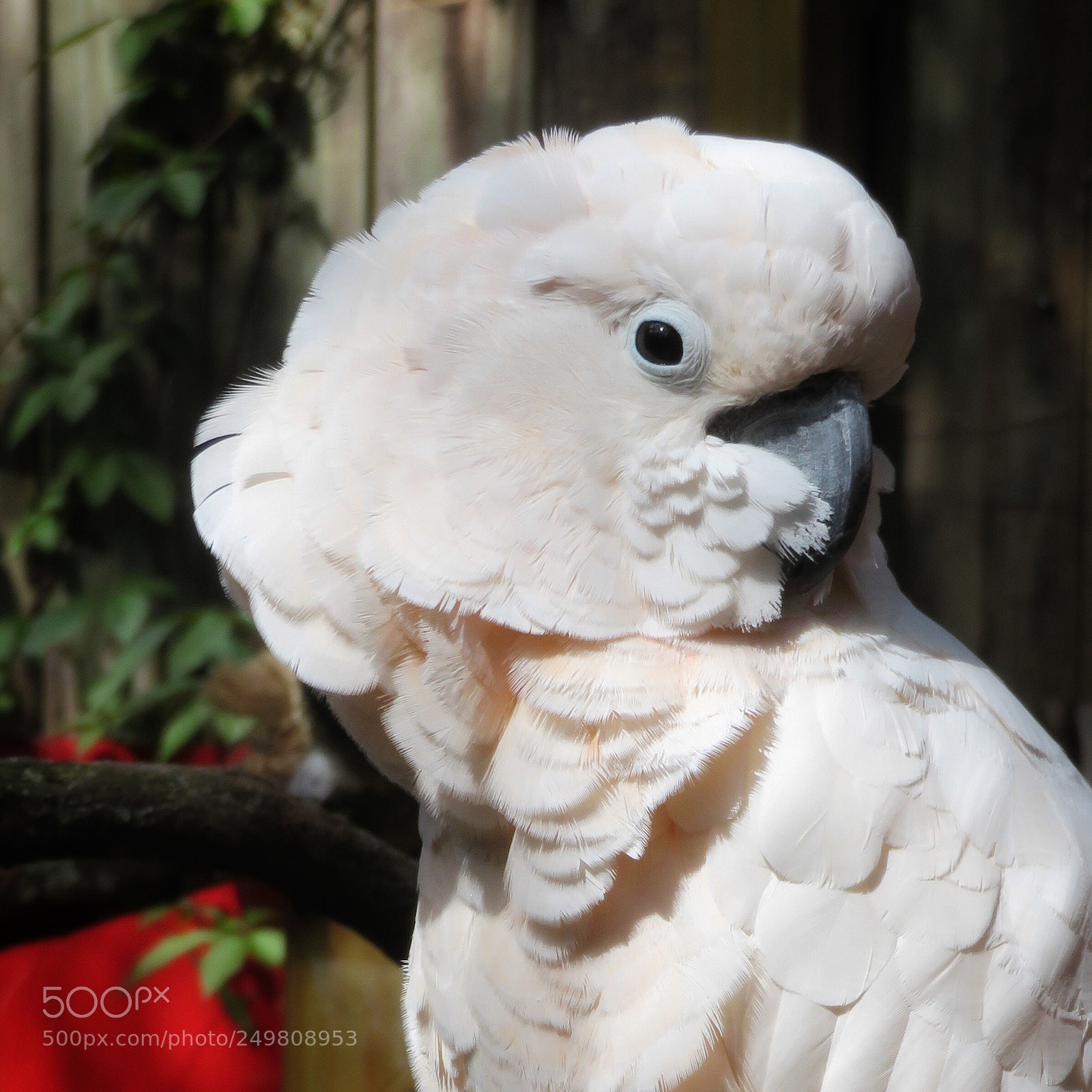 Canon PowerShot SX720 HS sample photo. Salmon-crested cockatoo  photography