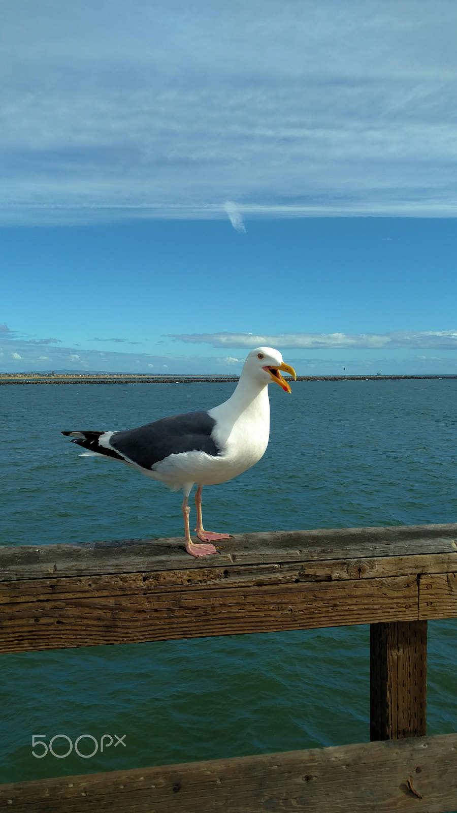 Motorola DROID Turbo 2 sample photo. Seagull on the pier photography