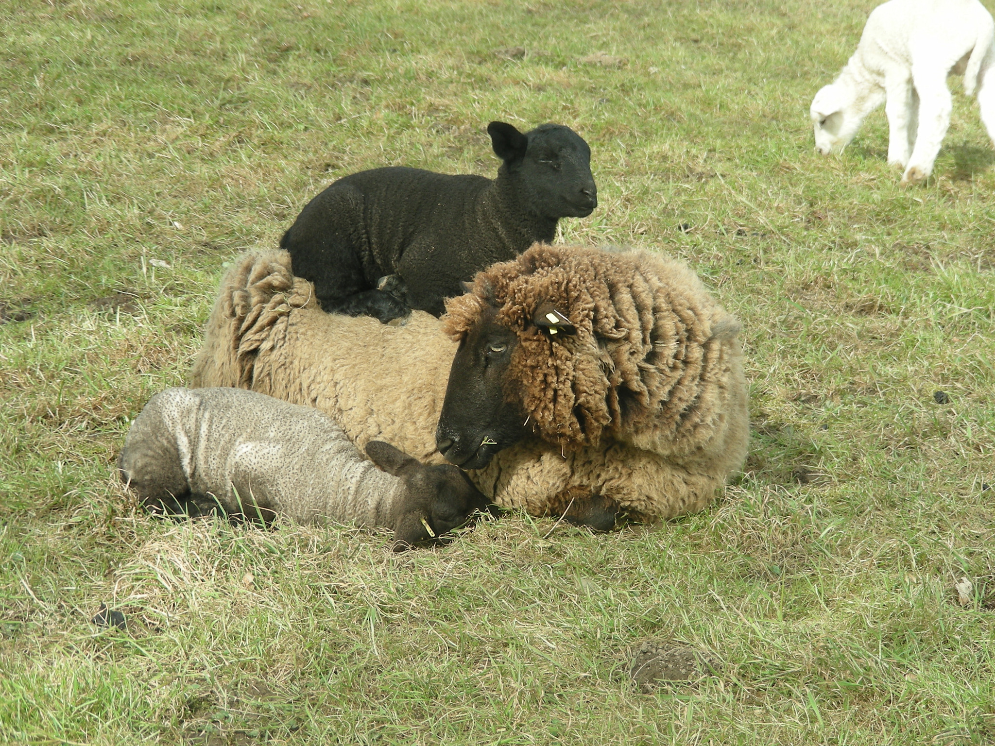 Nikon COOLPIX S10 sample photo. Sheep with lambs photography