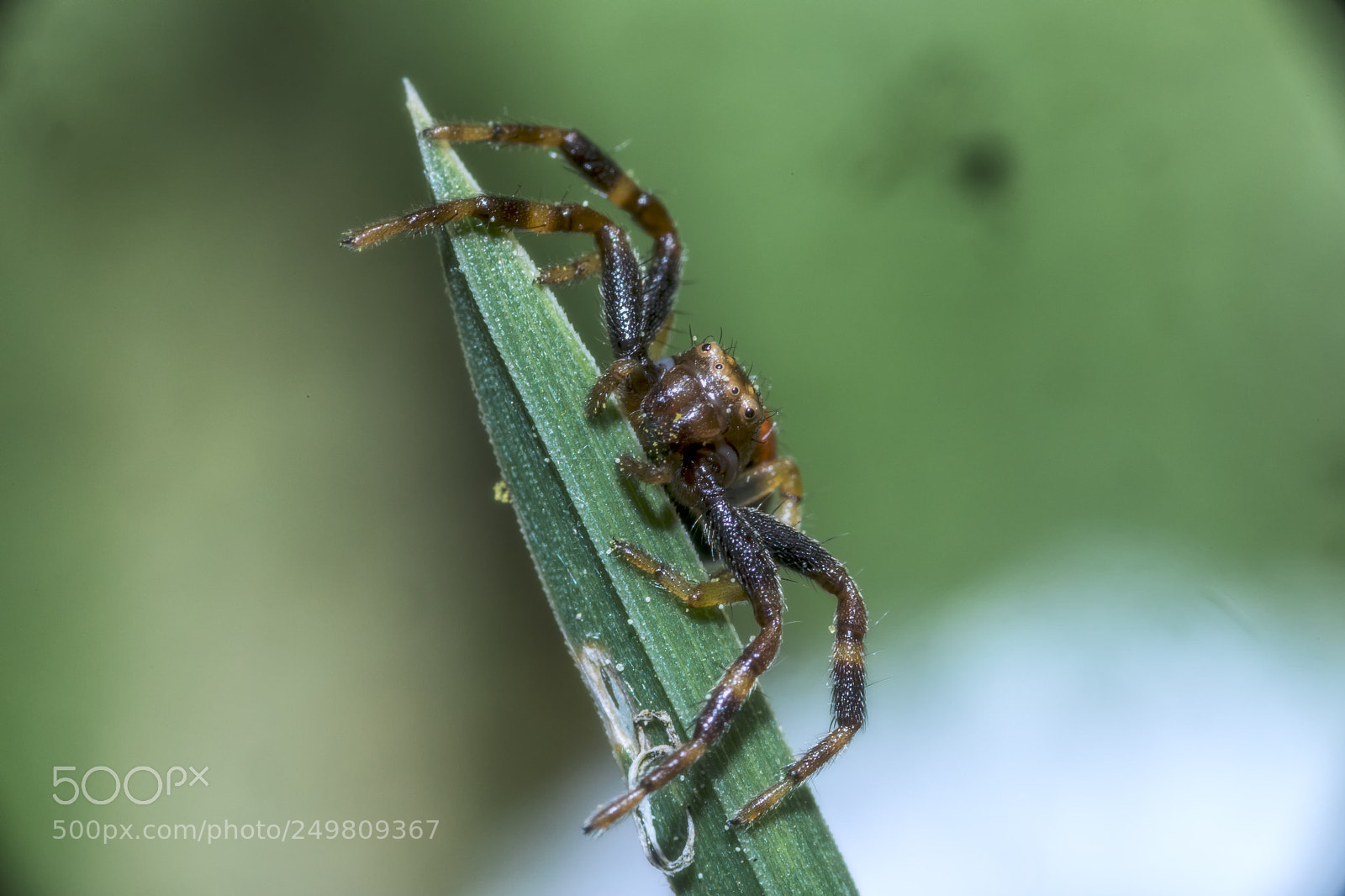 Canon EOS 5D Mark IV sample photo. Spider photography