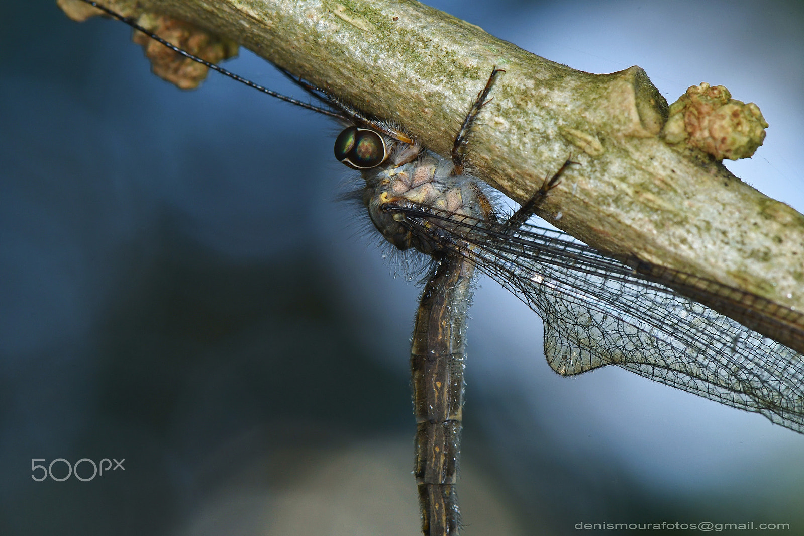 Nikon AF-S Micro-Nikkor 105mm F2.8G IF-ED VR sample photo. Neuroptera photography